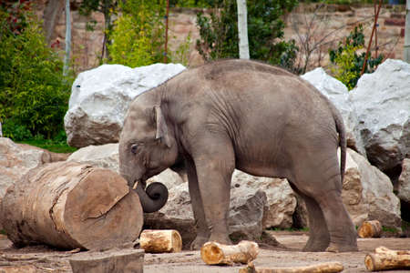 A young elephant pushing a log, working in a lumberyardの写真素材