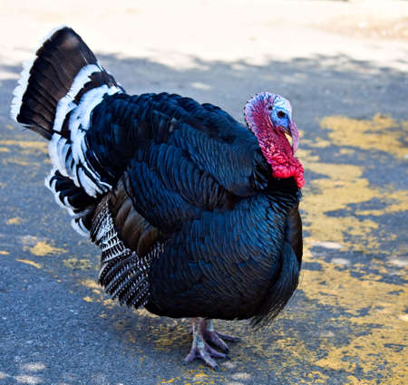 A turkey cock strutting proudlyの写真素材