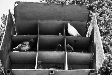 Black and white Nestbox