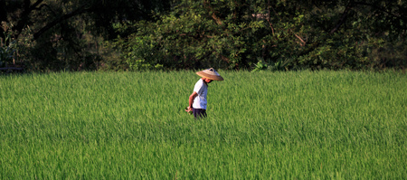 Chinese farmer walking alone in fields of rice crops in Hunan Province, China. Thick green grass, traditional clothing and hat. Asian rice hat, made of made of straw materials. Panoramic view.の写真素材