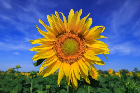 Beautiful Sunflower glowing in a field outdoors. Sunflowers have many health benefits. Sunflower oil has skin health benefits and promotes cell regeneration. Agriculture, Blue Sky Summertimeの写真素材