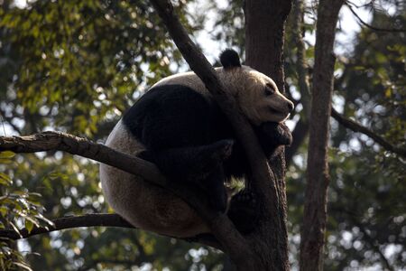 Panda Bear Sleeping on a Tree Branch, China Wildlife. Bifengxia nature reserve, Sichuan Province. Cute Lazy Baby Panda Sleeping in the Forest, Enjoying an afternoon nap curled into a ball shape.の写真素材