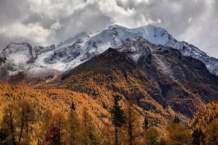 Yala Snow Mountain towering in the distance. Tibet area of Sichuan Province China, Valley covered in golden trees, autumn fall colors. Chinese Landscape, Ganzi Tibetan Plateau, Sacred Holy Mountainの写真素材