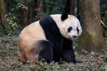 Panda Bear Sitting in the Forest of Bifengxia Panda Reserve in Ya'an Sichuan Province, China. Fluffy Panda "Bei Bei" sitting on the ground, looking at the viewer. Protected Species Animal Conservationの写真素材
