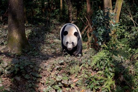 Front View of Panda Bear "Bei Bei" Taking a Walk in the forest of Bifengxia nature reserve, Sichuan Province China. Protected Species, Cute Young Male Fluffy Panda. Chinese Wildlifeの写真素材