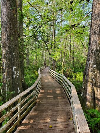 Boardwalk in Audobon Corkscrew Swamp Sanctuary, Florida Everglades Ecosystem - Nature Walking Trail, Protected Forest Swamp Ecosystemの写真素材