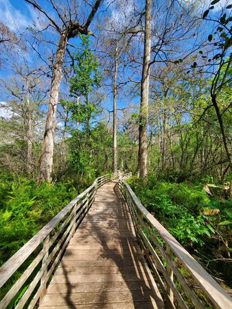 Boardwalk in Audobon Corkscrew Swamp Sanctuary, Florida Everglades Ecosystem - Nature Walking Trail, Protected Forest Swamp Ecosystemの写真素材
