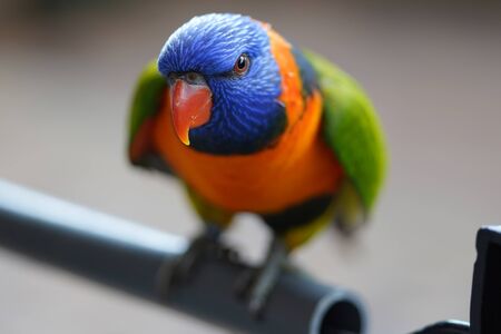 Beautiful Colorful Parrot in Hong Kong