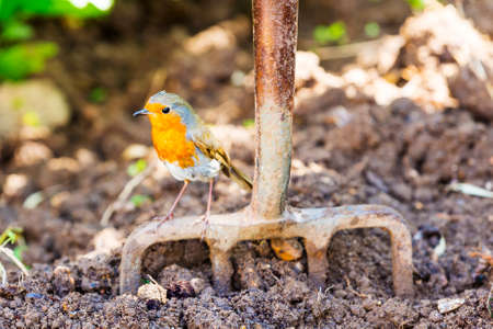 Garden Robin standing on garden fork with dug soil background.の写真素材