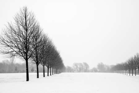 Black and White Avenue of Trees in Snowy landscapeの写真素材