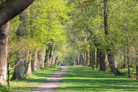 Winding path through Bluebell Wood in Springの写真素材