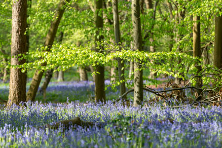 Carpet of Bluebells in Beech Wood, Buckinghamshire, England UKの写真素材