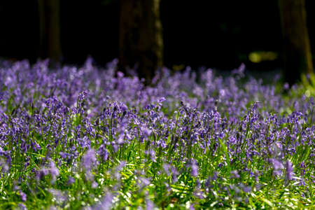 Carpet of Bluebells in Beech Wood, Buckinghamshire, England UKの写真素材
