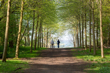 Footpath through Green Forest of Beech Trees in Spring with two people walking dogs in the distanceの写真素材