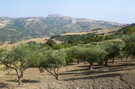 Basilicata (Potenza) - Oppido Lucano, ancient town and olive treesの写真素材