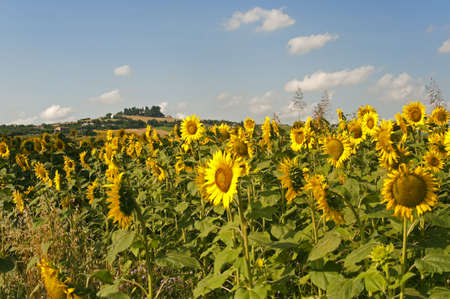 Marches (Italy) - Field of sunflowersの写真素材
