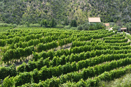 Vineyard along Passo del Bracco (Genova, Liguria, Italy) at summerの写真素材