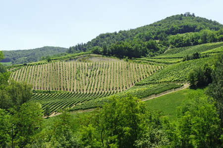 Landscape in the Oltrepo Pavese (Pavia, Lombardy, Italy) at summerの写真素材