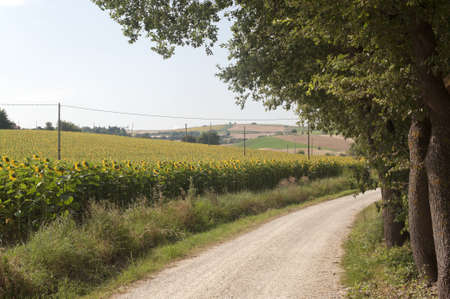 Marches (Italy) - Landscape at summer with sunflowersの写真素材