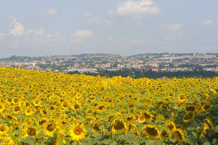 Panorama of Jesi (Ancona, Marches, Italy) and sunflowers' fieldの写真素材