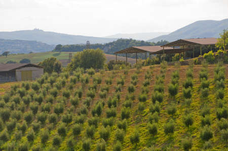 Landscape with olive trees at summer between Umbria and Tuscanyの写真素材