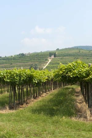 Lessinia (Verona, Veneto, italy), vineyards near Soave at summer with little church on the hillの写真素材