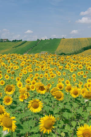 Marches (Italy) - Landscape at summer with sunflowers, farm