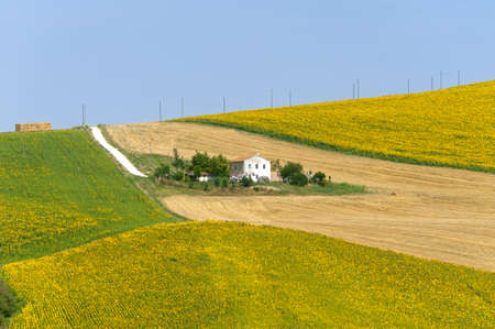 Marches (Italy) - Landscape at summer with sunflowers, farmのeditorial素材