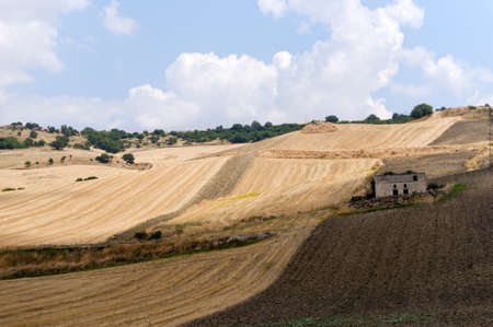 Between Puglia and Basilicata (Italy): Country landscape at summerの写真素材