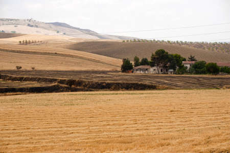 Between Puglia and Basilicata (Italy): Country landscape at summerの写真素材