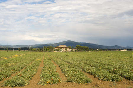 Tomatoes field near Arezzo (Tuscany, Italy) at summerの写真素材