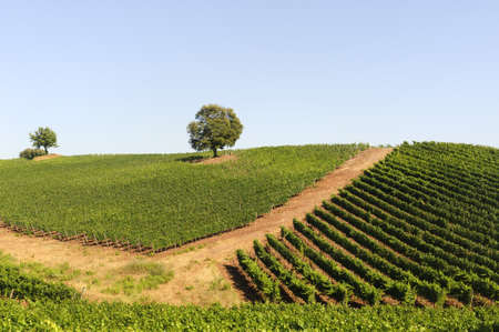 Vineyard in Maremma (Tuscany, Italy) at summer
