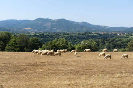 Sheeps at pasture in Maremma (Tuscany, Italy) at summerの写真素材