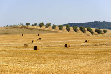 Maremma (Tuscany, Italy), country landscape with olive trees at summerの写真素材
