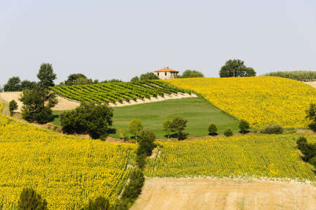 Country landscape in Umbria near Todi (Perugia, Italy) at summerの写真素材