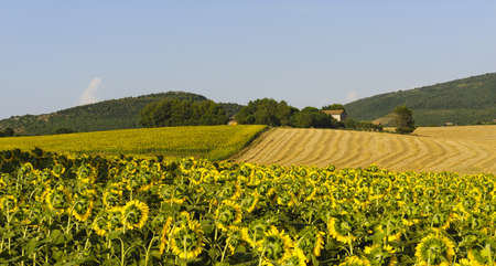 Country landscape in Umbria near Todi (Perugia, Italy) at summer