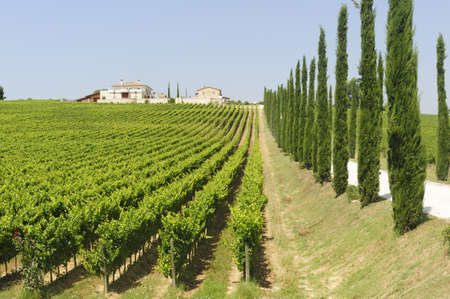 Farm in Umbria (Italy) at summer with cypresses and vineyardsのeditorial素材