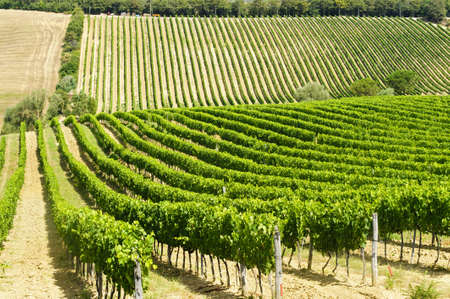 Vineyard in Val d'Orcia (Siena, Tuscany, Italy) at summer