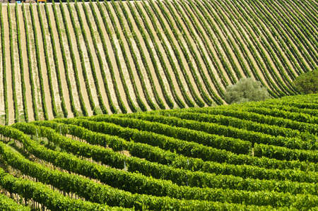 Vineyard in Val d Orciaの写真素材