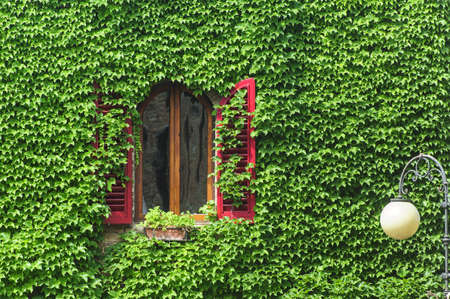 Window with creeper and red shutters in Certaldo  Florence, Tuscany, Italy 