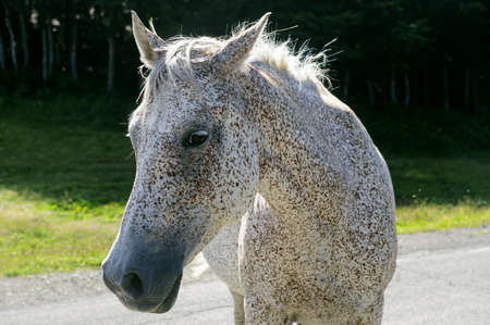 Horse at pasture in the Appennino Tosco-Emiliano, at Passo di Pradarena (Emilia-Romagna, Tuscany, Italy)の写真素材