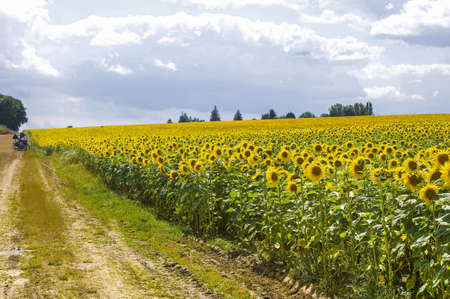 Countryside in Burgundy (Yonne, France) - Field of sunflowersの写真素材