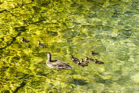 Garda lake at Malcesine (Verona, Veneto, Italy) in a sunny summer morning, duck and its chicksの写真素材