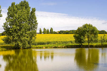 Countryside near Le Mans (Sarthe, Pays de la Loire, France) - Sunflowers