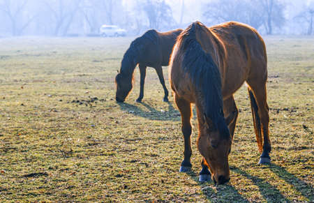 Horses at pasture in a ranch into the Monza Park (Milan, Lombardy, Italy) at winterの写真素材