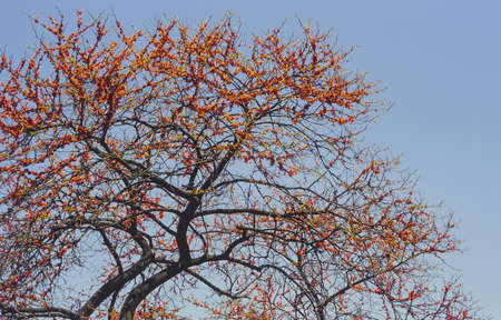 Milan (Lombardy, Italy) - Tree with pink flowers at springの写真素材