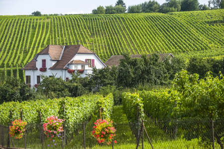 Hunawihr (Bas-Rhin, Alsace, France) - White  house and vineyard at summerの写真素材