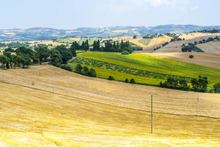 Marches  Italy  - Panoramic view near Arcevia at summerの写真素材