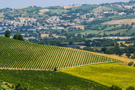 Marches  Italy  - Landscape at summer near Jesi