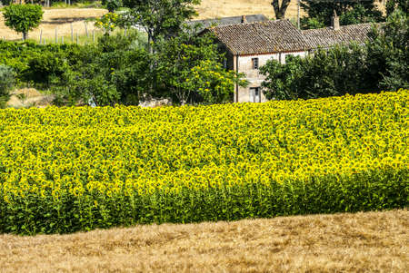 Farm, farmhouse and sunflowers field near Ancona  Marches, Italy  at summerの写真素材